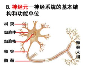 通過神經(jīng)系統(tǒng)的調(diào)節(jié)